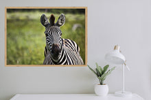 Load image into Gallery viewer, Curiosity