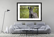 Load image into Gallery viewer, Curiosity