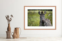 Load image into Gallery viewer, Curiosity