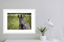 Load image into Gallery viewer, Curiosity