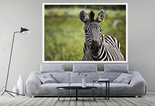 Load image into Gallery viewer, Curiosity