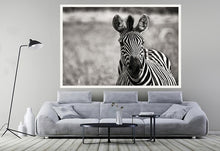 Load image into Gallery viewer, Curiosity BW