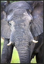 Load image into Gallery viewer, Big Guy