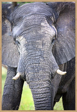 Load image into Gallery viewer, Big Guy