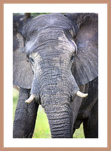 Load image into Gallery viewer, Big Guy