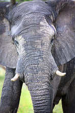 Load image into Gallery viewer, Big Guy