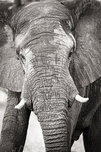 Load image into Gallery viewer, Big Guy BW