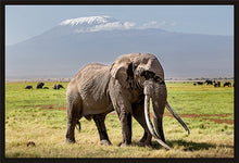 Load image into Gallery viewer, Big Tim