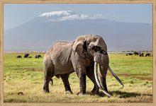 Load image into Gallery viewer, Big Tim