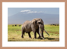 Load image into Gallery viewer, Big Tim