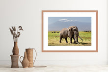 Load image into Gallery viewer, Big Tim