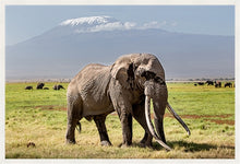 Load image into Gallery viewer, Big Tim