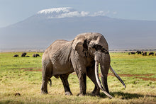 Load image into Gallery viewer, Big Tim