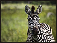 Load image into Gallery viewer, Curiosity