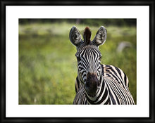 Load image into Gallery viewer, Curiosity