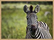 Load image into Gallery viewer, Curiosity