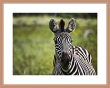 Load image into Gallery viewer, Curiosity