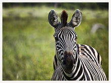 Load image into Gallery viewer, Curiosity