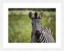 Load image into Gallery viewer, Curiosity