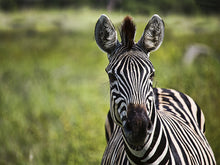 Load image into Gallery viewer, Curiosity