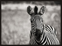 Load image into Gallery viewer, Curiosity BW