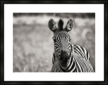 Load image into Gallery viewer, Curiosity BW