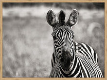 Load image into Gallery viewer, Curiosity BW