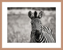 Load image into Gallery viewer, Curiosity BW