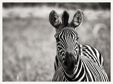 Load image into Gallery viewer, Curiosity BW