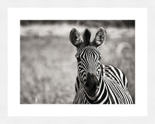 Load image into Gallery viewer, Curiosity BW