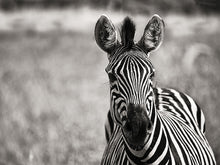 Load image into Gallery viewer, Curiosity BW