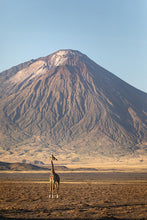 Load image into Gallery viewer, Giraffe in golden light