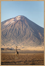 Load image into Gallery viewer, Giraffe in golden light