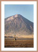 Load image into Gallery viewer, Giraffe in golden light