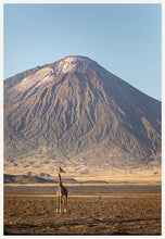 Load image into Gallery viewer, Giraffe in golden light