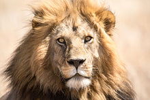 Load image into Gallery viewer, The King