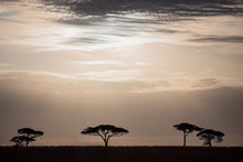 Load image into Gallery viewer, Moonlight in the Serengeti in landscape