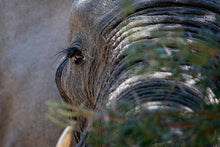 Load image into Gallery viewer, Mr Lashes