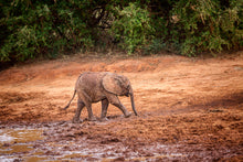 Load image into Gallery viewer, Mud Bath