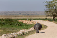 Load image into Gallery viewer, The hitch-hiker