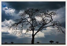 Load image into Gallery viewer, Tree of death