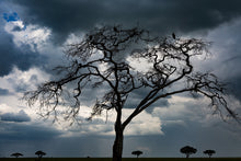 Load image into Gallery viewer, Tree of death