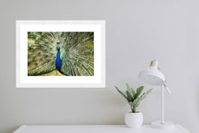 Load image into Gallery viewer, Peacock in landscape
