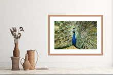 Load image into Gallery viewer, Peacock in landscape
