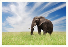 Load image into Gallery viewer, Serengeti Bull Elephant
