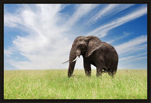 Load image into Gallery viewer, Serengeti Bull Elephant
