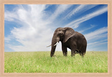 Load image into Gallery viewer, Serengeti Bull Elephant
