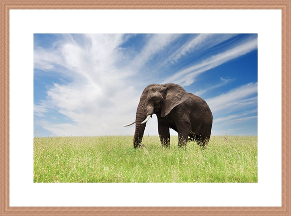 Serengeti Bull Elephant