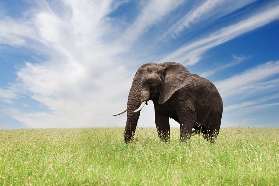 Serengeti Bull Elephant