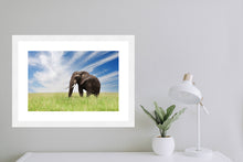 Load image into Gallery viewer, Serengeti Bull Elephant
